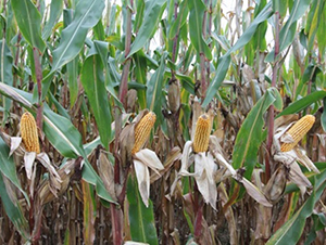 ����1009-���׷N��-�Ǻ�����N�I(y��)