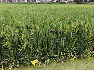 衃Ƀ�(y��u)261-ˮ���N��-�𽡷N�I(y��)