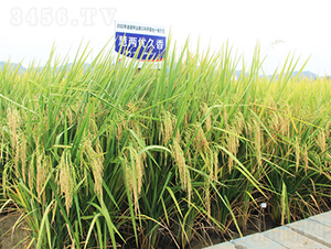 �ۃɃ�(y��u)����-ˮ���N��-�𽡷N�I(y��)