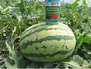 ���S5̖(h��o)-���ϷN��-���S�N�I(y��)