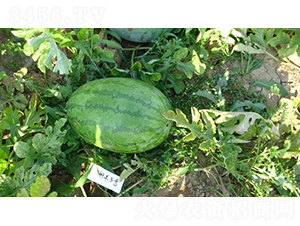 ���S3̖(h��o)-���ϷN��-���S�N�I(y��)