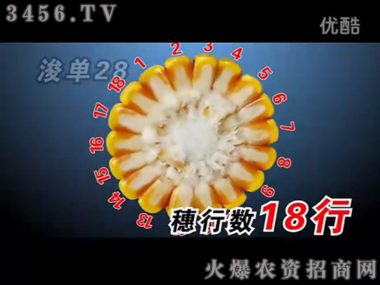 浚單28(優(yōu)系)-玉米種子-恒創(chuàng)種業(yè) 浚單28(優(yōu)系)-玉米種子-恒創(chuàng)種業(yè)