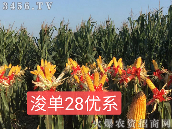 浚單28(優(yōu)系)-玉米種子-恒創(chuàng)種業(yè) 浚單28(優(yōu)系)-玉米種子-恒創(chuàng)種業(yè)
