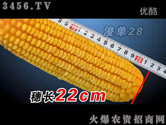 浚單28(優(yōu)系)-玉米種子-恒創(chuàng)種業(yè) 浚單28(優(yōu)系)-玉米種子-恒創(chuàng)種業(yè)