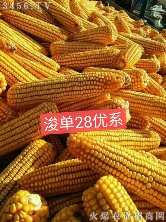 浚單28(優(yōu)系)-玉米種子-恒創(chuàng)種業(yè) 浚單28(優(yōu)系)-玉米種子-恒創(chuàng)種業(yè)